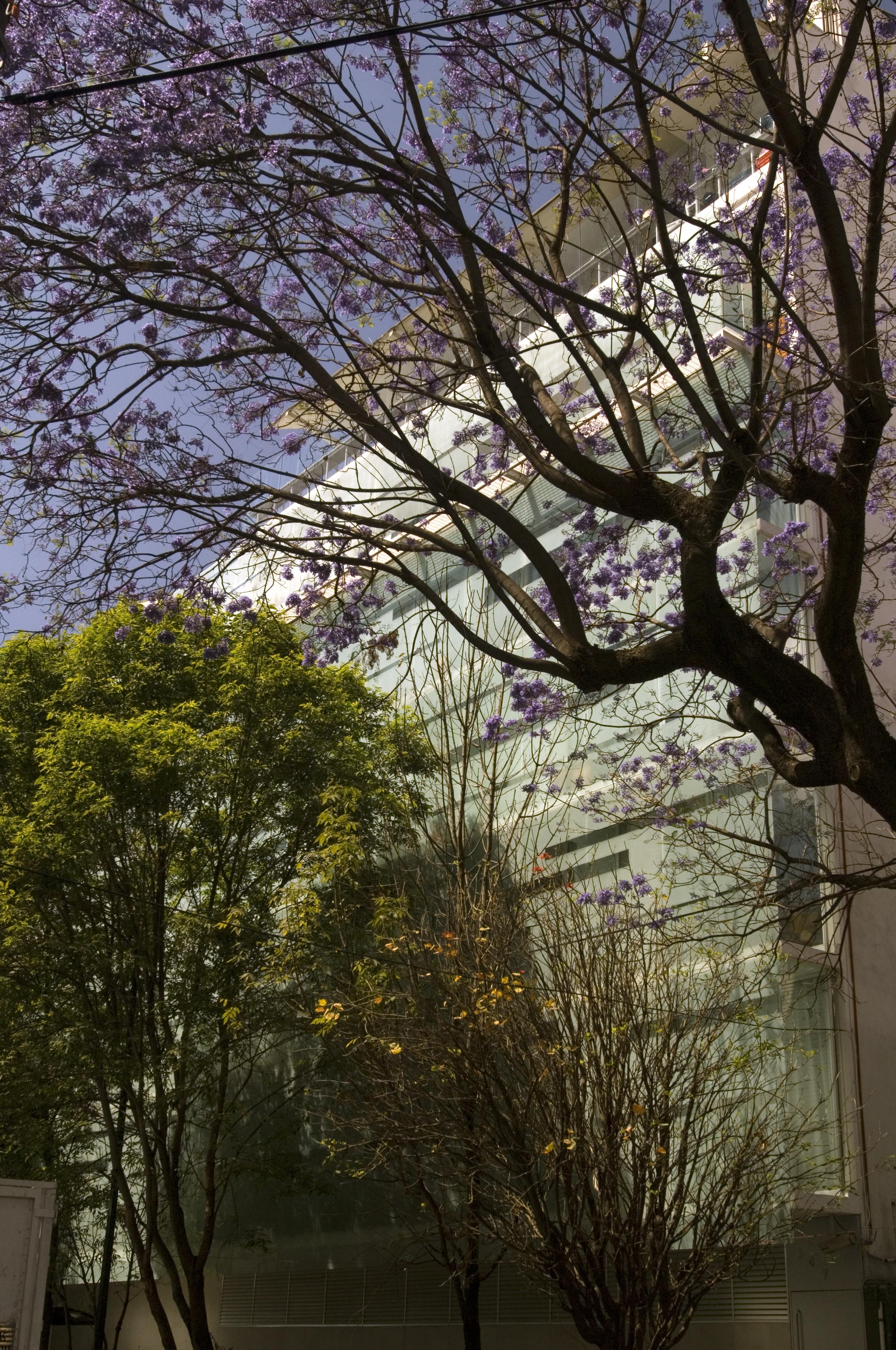 Habita, Mexico City, A Member Of Design Hotels Exteriör bild
